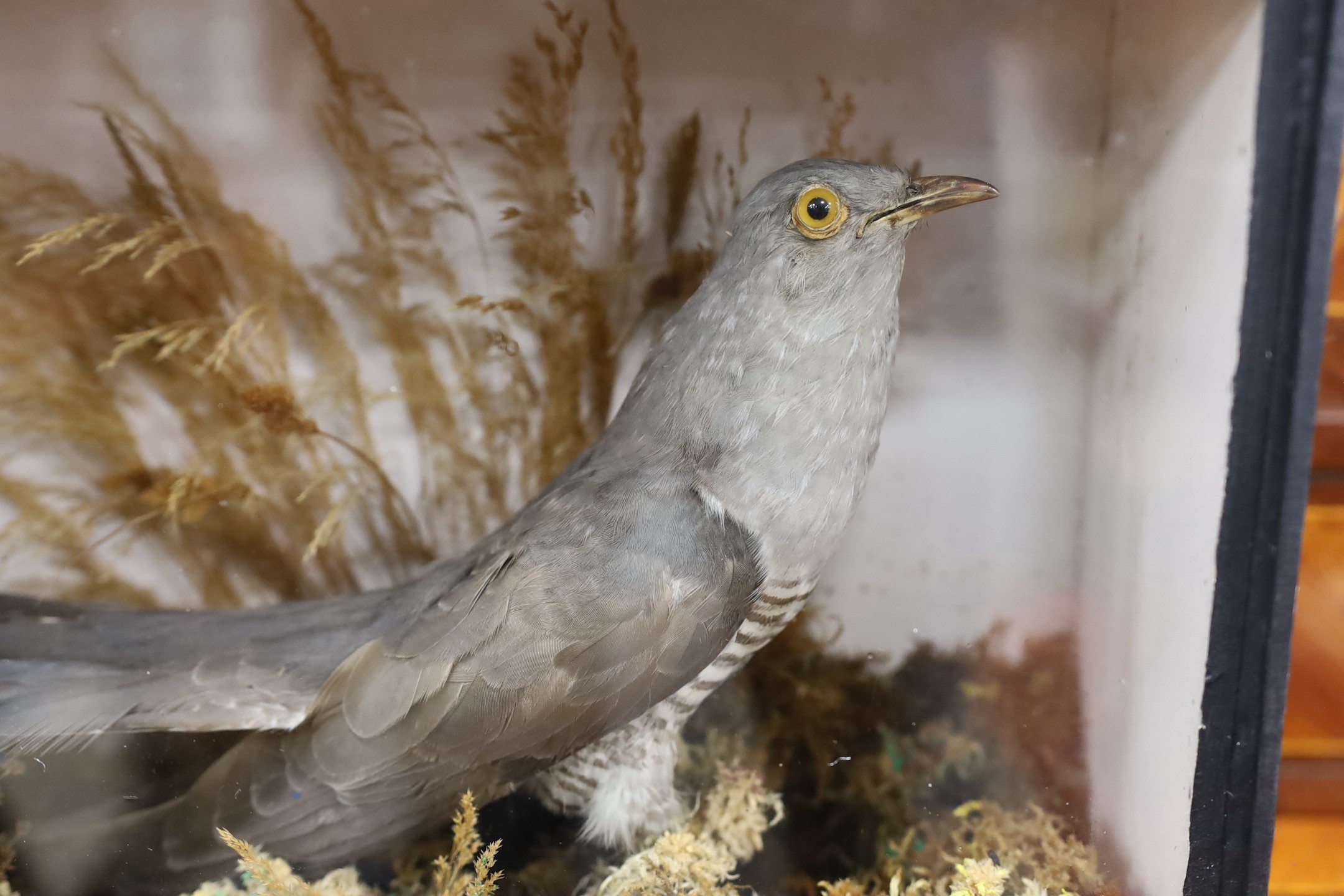 A cased taxidermy of a Cuckoo, 34cms x 26cms